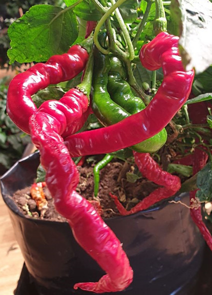 HANGIJAO 4 PLANT