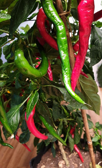 HANGIJAO 7 PLANT HANGIJAO 7 PLANT