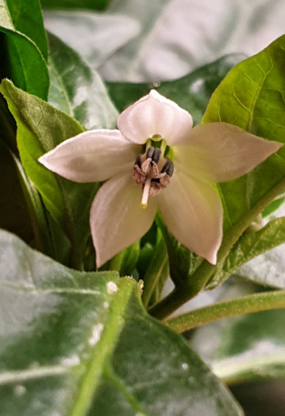 INDIAN CHILLI BULLET FLOWER INDIAN CHILLI BULLET FLOWER