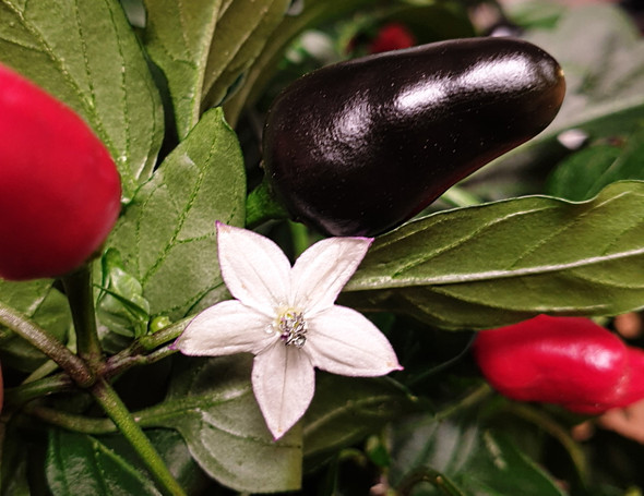 JALAPENO MIN FLOWER JALAPENO MIN FLOWER