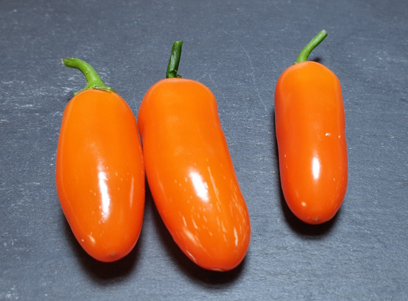 JALAPENO ORANGE SPICE MATURE PODS