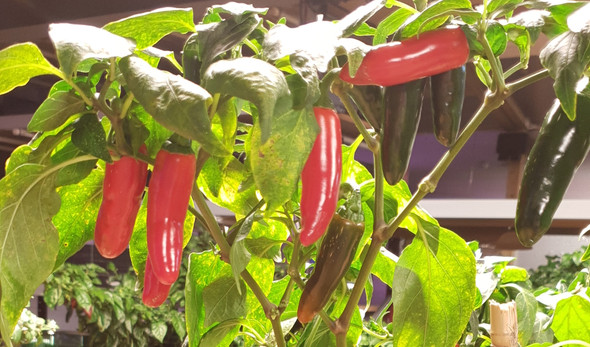 JALAPENO SUMMERHEAT PLANT JALAPENO SUMMERHEAT PLANT