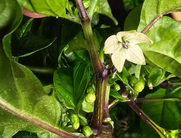 JAYS YELLOW GHOST SCORPION FLOWER