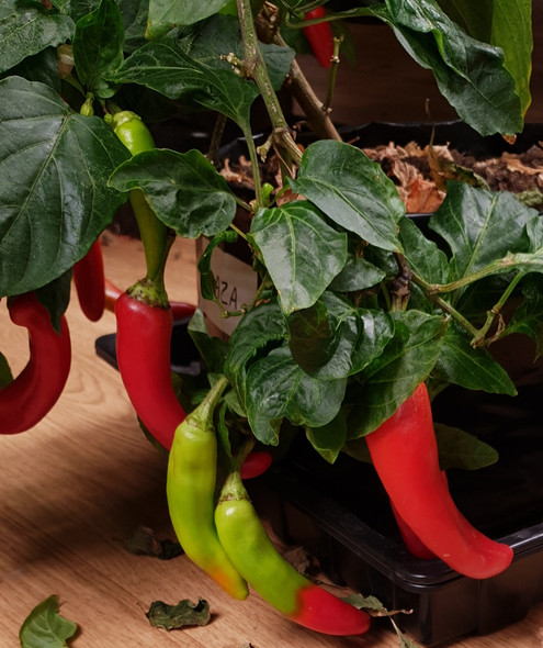 KAZA PLANT KAZA PLANT