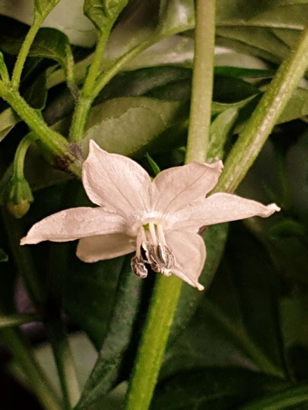 KREBS ELEGANCE FLOWER KREBS ELEGANCE FLOWER