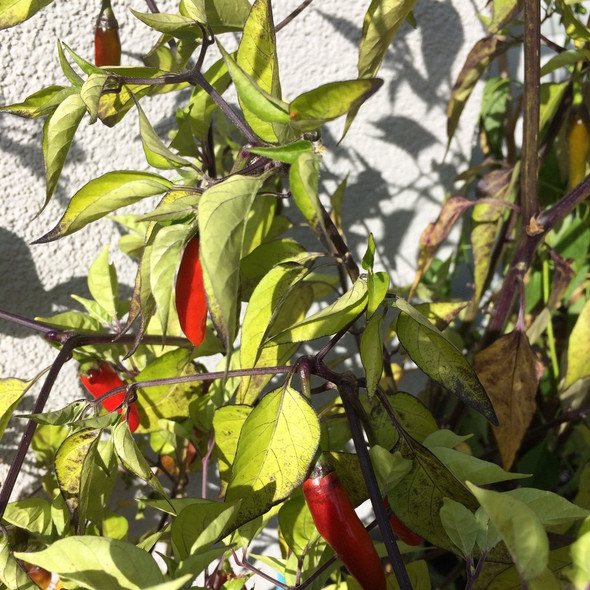 KIRSHNA JOLOKIA CAYENNE PLANT KIRSHNA JOLOKIA CAYENNE PLANT