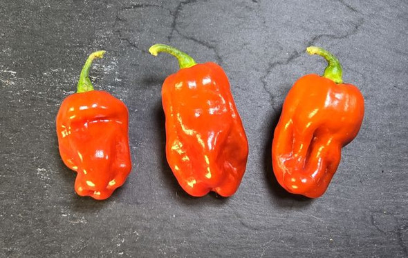 MORUGA SCORPION RED MATURE PODS MORUGA SCORPION RED MATURE PODS