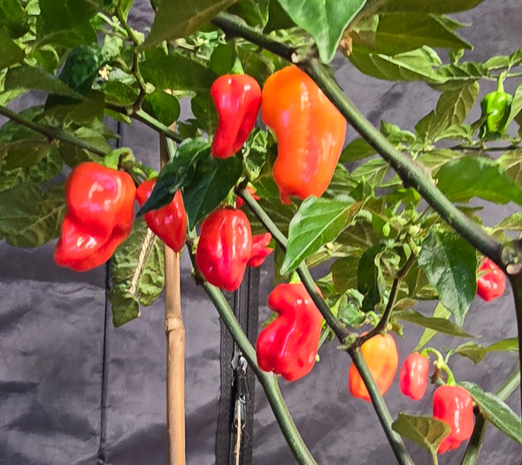 MORUGA SCORPION RED PLANT MORUGA SCORPION RED PLANT