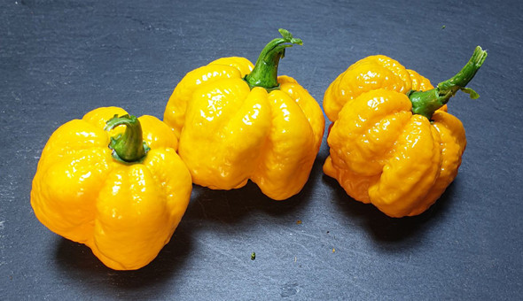 MORUGA SCORPION YELLOW MATURE PODS MORUGA SCORPION YELLOW MATURE PODS