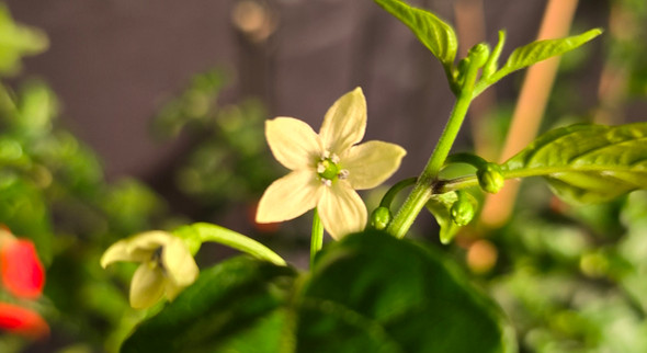 NAGA BURMESE FLOWER NAGA BURMESE FLOWER