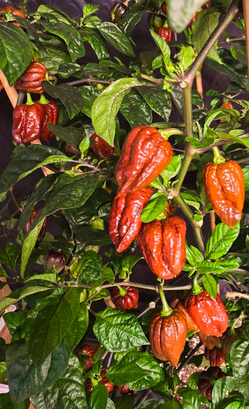 NAGA VIPER CHOCOLATE PLANT NAGA VIPER CHOCOLATE PLANT