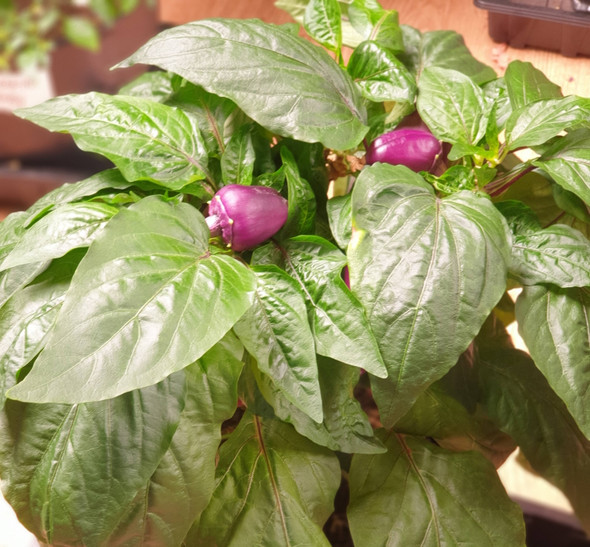 ODA PEPPER PLANT 2 ODA PEPPER PLANT 2