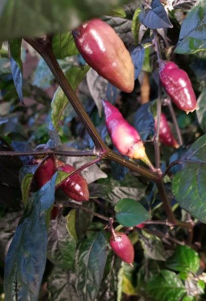 PEACH GUM TIGER PLANT PEACH GUM TIGER PLANT