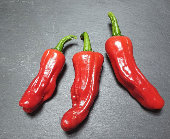 PEPERONCINO RED MATURE PODS PEPERONCINO RED MATURE PODS