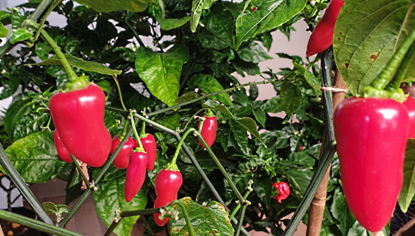 WHAM PEPPER PLANT WHAM PEPPER PLANT