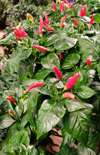 WILD LOMBOK PLANT WILD LOMBOK PLANT