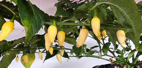 Coyote Zan White Mature Plant