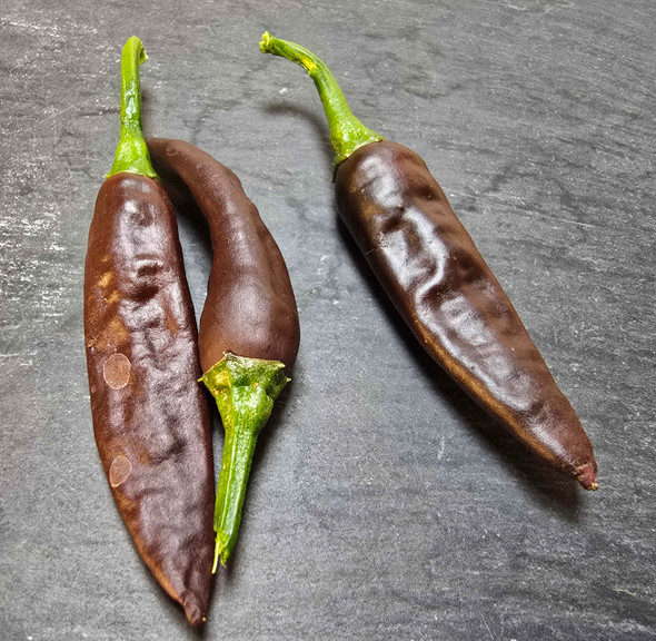 Mirasol Chocolate Mature Pods