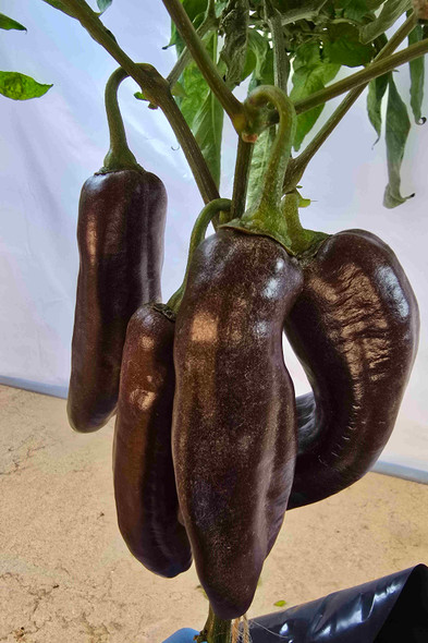 Ramiro Chocolate Mature Plant