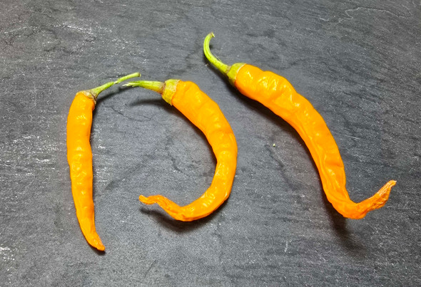 Hangijao 3 - Solar Flare Mature Pods