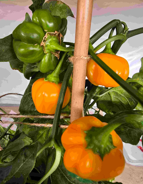 Sugar Rush Amarillo Mature Plant