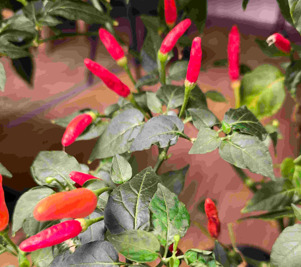 Tabasco Mature Plant Image