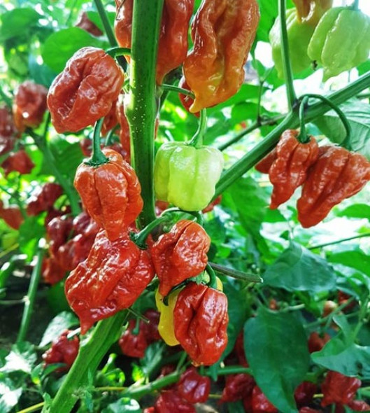 Trinidad Scorpion Caramel Mature Plant
