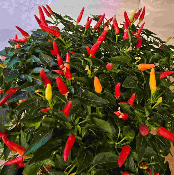 Basket of Fire Mature Plant