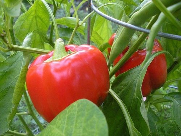 CALIFORNIA WONDER SWEET PEPPER PLANT