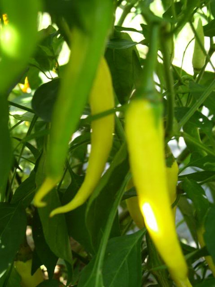 CAYENNE GOLDEN PLANT