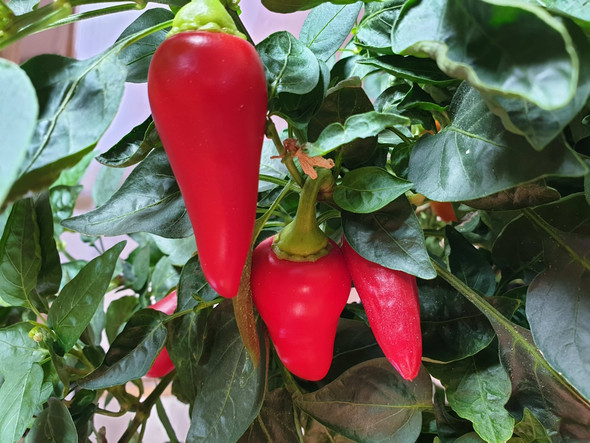 CALORO PLANT CALORO PLANT