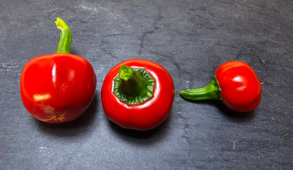 CASCABEL MATURE PODS CASCABEL MATURE PODS