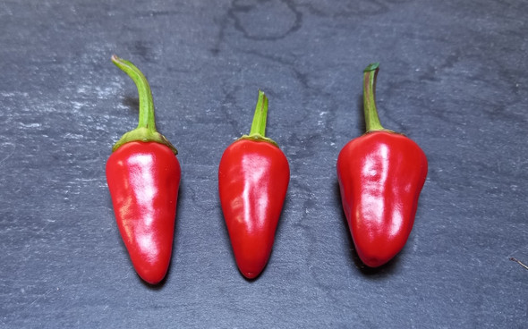 CHINESE FIVE COLOR MATURE PODS CHINESE FIVE COLOR MATURE PODS