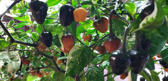 GOLDEN NUGGET PLANT GOLDEN NUGGET PLANT