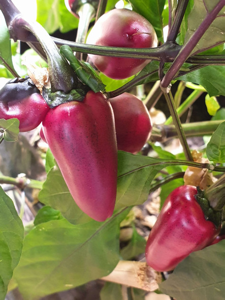 JALAPENO PURPLE PLANT