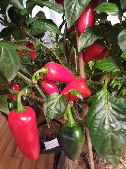 JALAPENO JALAPA PLANT JALAPENO JALAPA PLANT