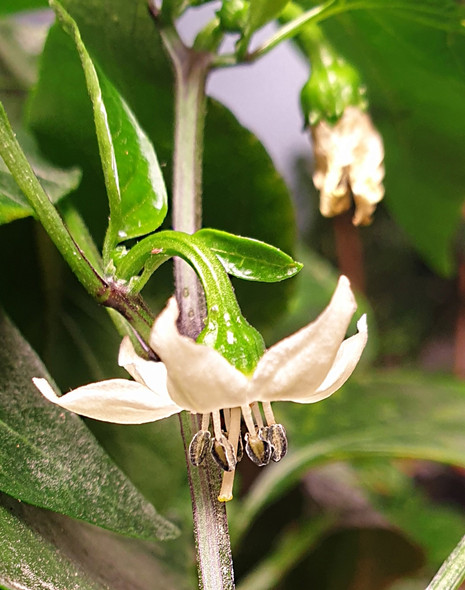 JALAPENO TELICA FLOWER JALAPENO TELICA FLOWER
