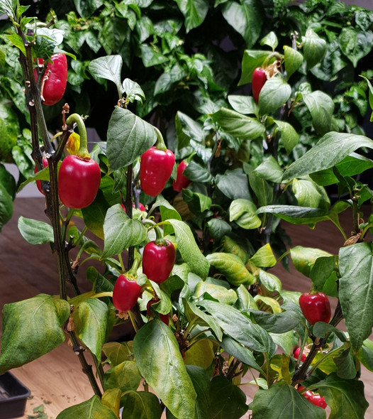 JALAPENO BILLY BIKER MATURE PLANT JALAPENO BILLY BIKER MATURE PLANT