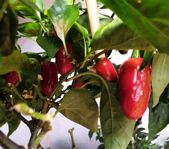 JALAPENO ZAPOTEC PLANT JALAPENO ZAPOTEC PLANT