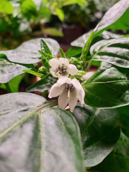 JALAPENO EARLY FLOWERS JALAPENO EARLY FLOWERS