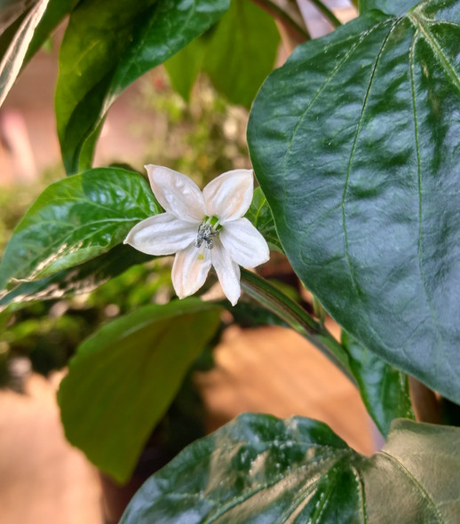 HUNGARIAN HOT WAX FLOWER HUNGARIAN HOT WAX FLOWER