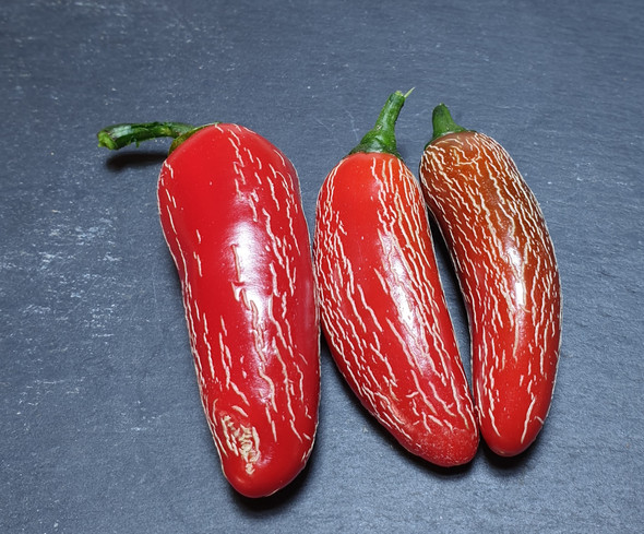 JALAPENO NUMEX VAQUERO MATURE PODS JALAPENO NUMEX VAQUERO MATURE PODS