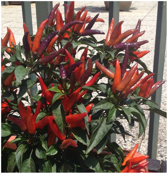LINGUA DI FUOCO PLANT LINGUA DI FUOCO PLANT