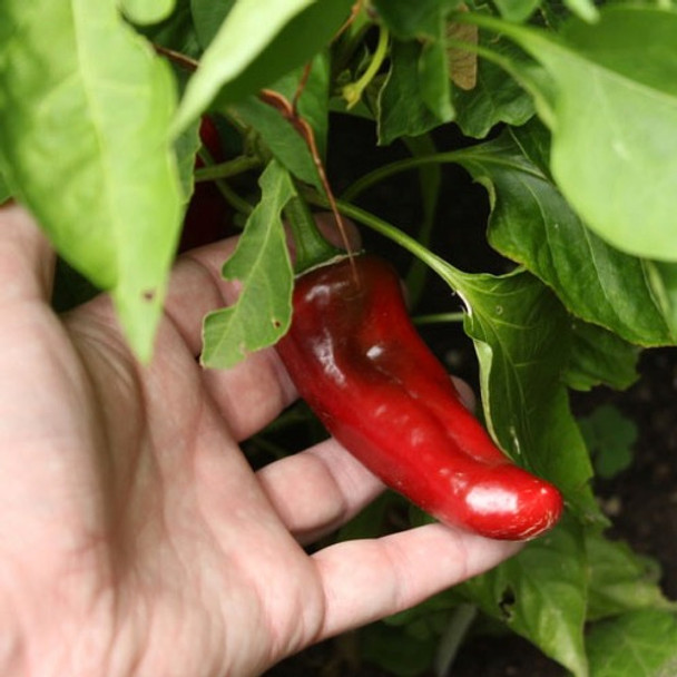 NUMEX JOE E PARKER PLANT