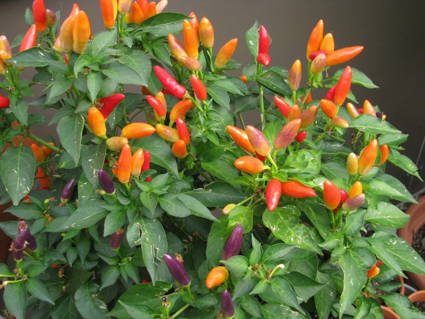 ABBRACCIO CHILLI IMAGE