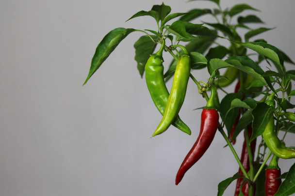 ABCHAZSKIJ OSTRUYI CHILLI IMAGE
