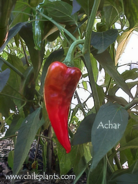 ACHAR (GRIF 15776) CHILLI IMAGE