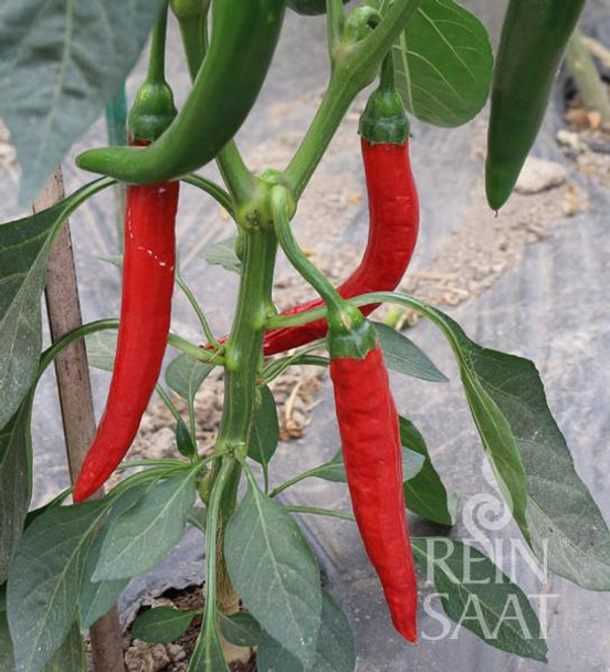 ACIBURUN CHILLI IMAGE