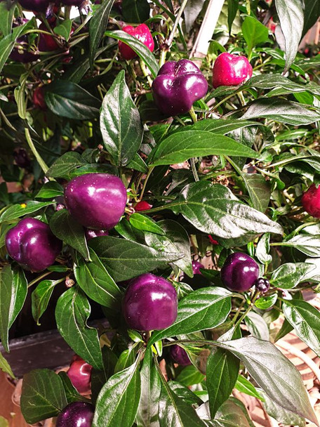 PURPLE PUMPKIN PLANT