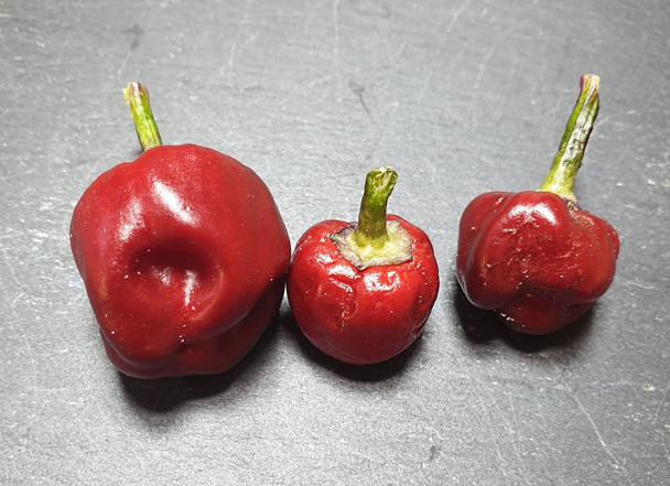 PURPLE PUMPKIN MATURE PODS